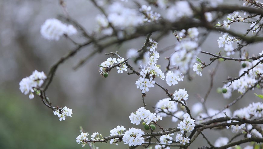 Hình ảnh hoa mận Mộc Châu đẹp nhất Hình ảnh hoa mận Mộc Châu đẹp nhất