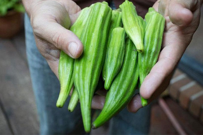 Cách chọn đậu bắp ngon