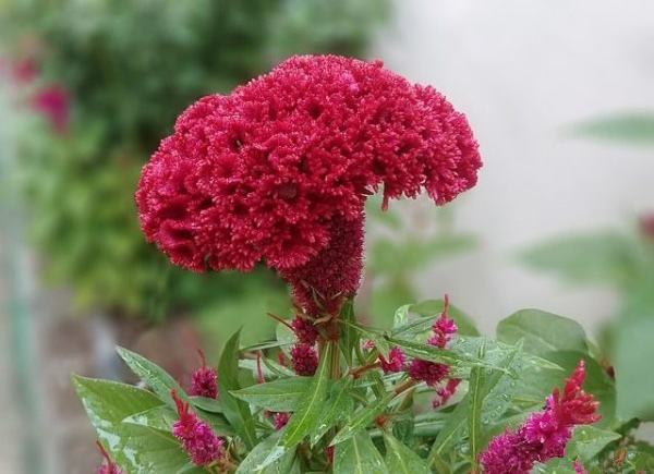 Ý nghĩa của hoa mào gà Ý nghĩa của hoa mào gà