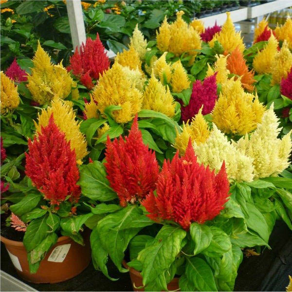 Hình ảnh hoa mào gà 1 Hình ảnh hoa mào gà 1