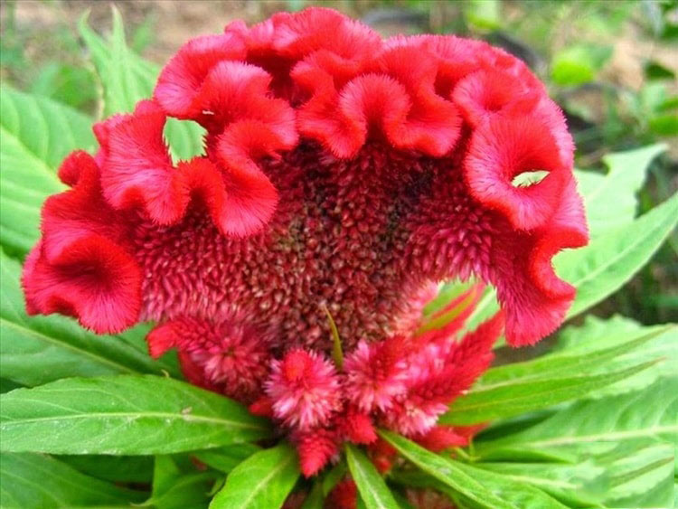 Hình ảnh hoa mào gà 2 Hình ảnh hoa mào gà 2