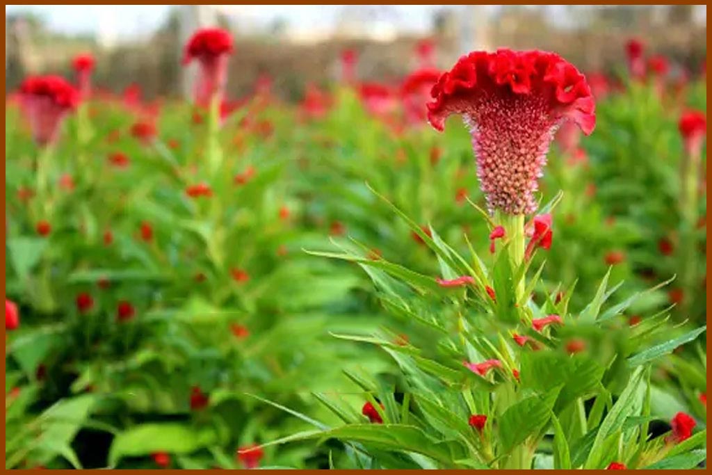 Hình ảnh hoa mào gà 3 Hình ảnh hoa mào gà 3