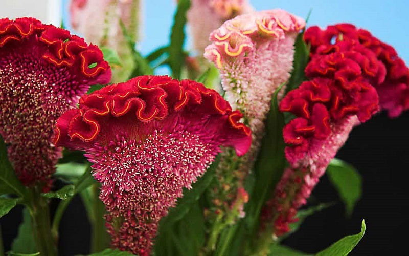 Hình ảnh hoa mào gà 4 Hình ảnh hoa mào gà 4