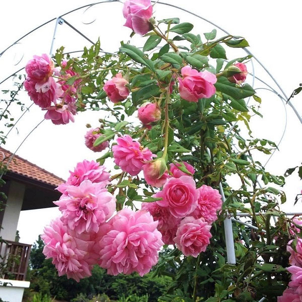 Hoa hồng leo tường vi Hoa hồng leo tường vi