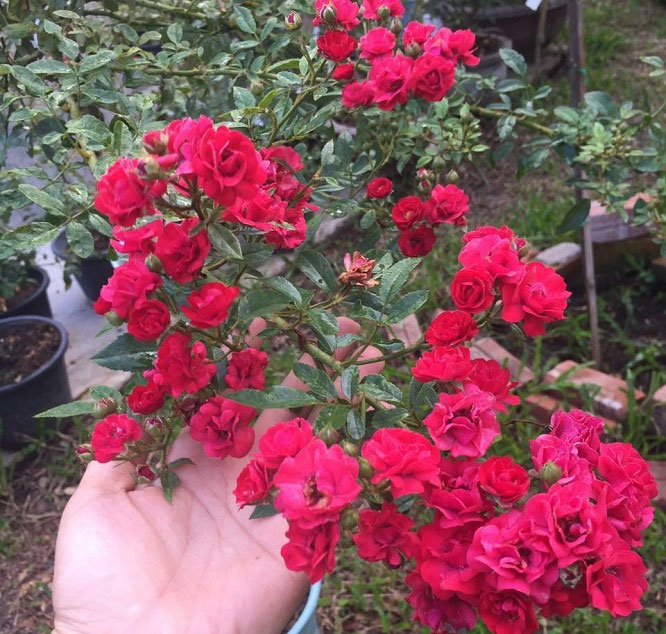 Hoa hồng leo Hoa hồng leo