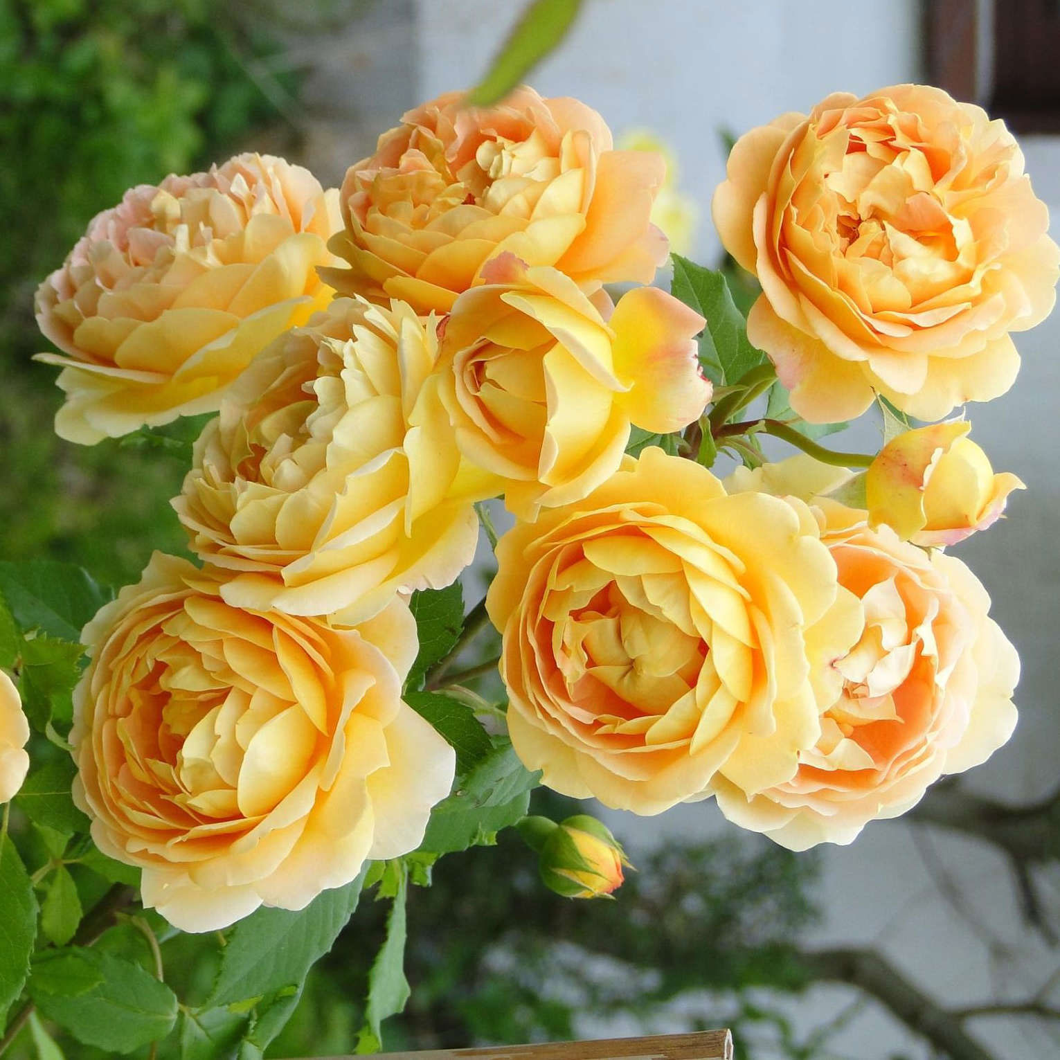 Hoa hồng leo Hoa hồng leo