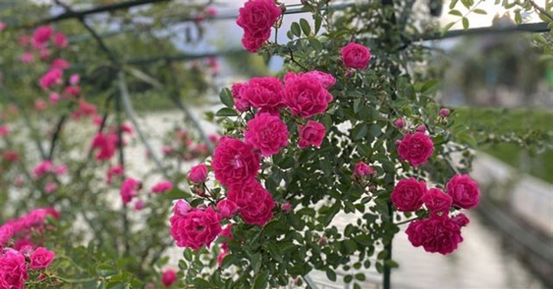 Hoa hồng leo: Các loại giống, cách trồng và chăm sóc