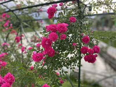 Hoa hồng leo: Các loại giống, cách trồng và chăm sóc