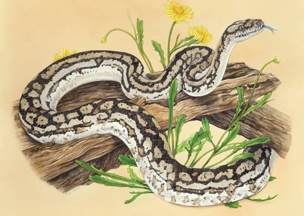 Vận hạn tuổi Tân Tỵ năm 2024: Tuổi Tân Tỵ năm 2024 sao gì chiếu?