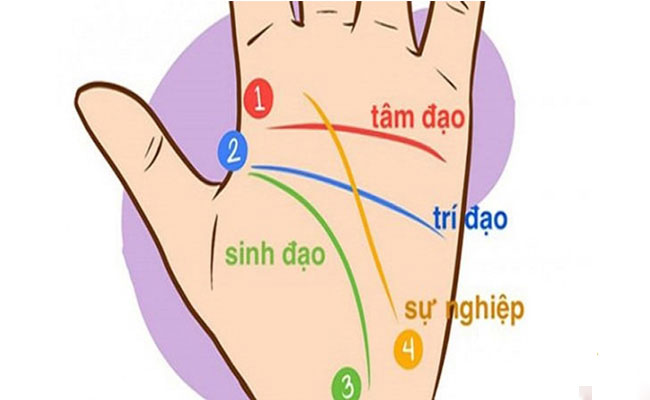 Các đường chỉ tay cơ bản Các đường chỉ tay cơ bản