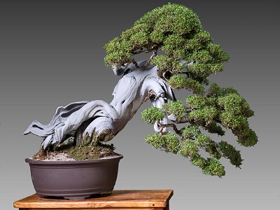 Bonsai là gì? Các thế cây bonsai đẹp, độc đáo, nghệ thuật