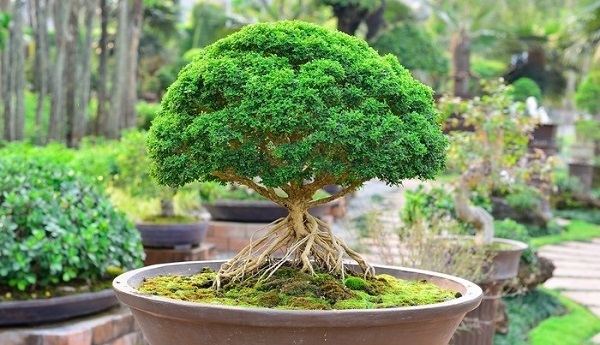 Các thế cây cảnh bonsai đẹp Các thế cây cảnh bonsai đẹp