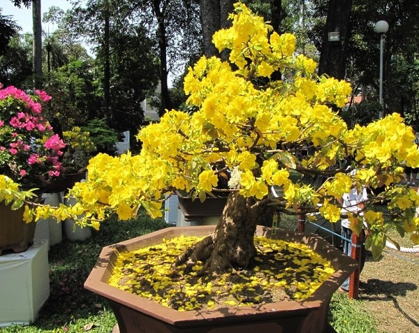 Mai bonsai Mai bonsai