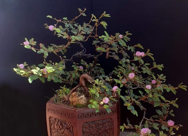 Bonsai cây trinh nữ Bonsai cây trinh nữ