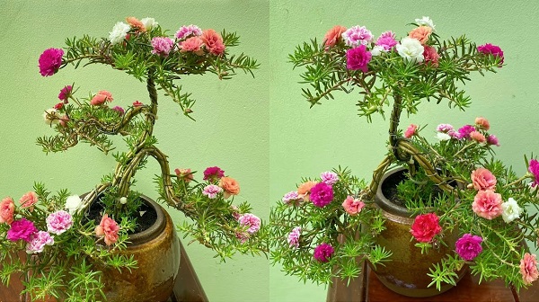 Bonsai 10 giờ Bonsai 10 giờ