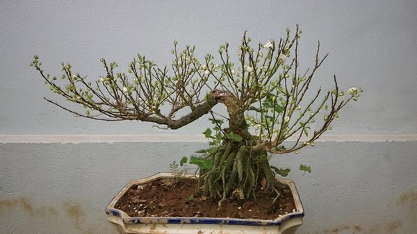 Nhất chi mai bonsai Nhất chi mai bonsai