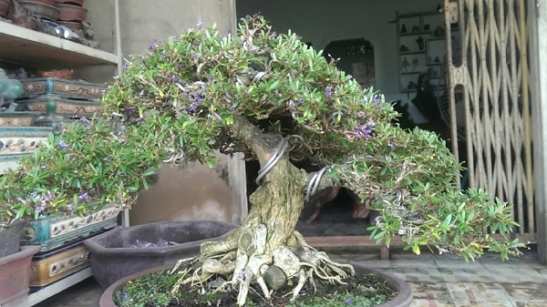 Linh sam bonsai Linh sam bonsai