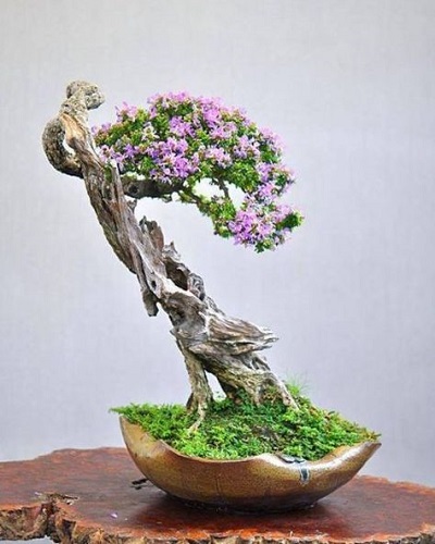 Bonsai mini Bonsai mini