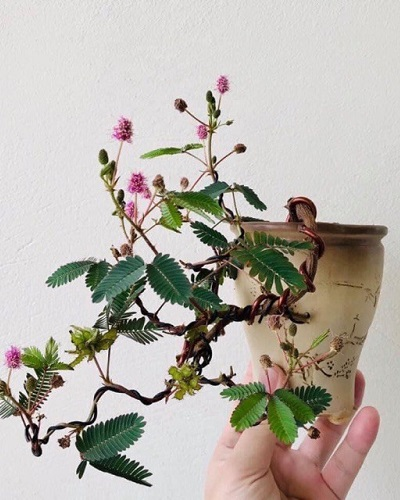 Bon sai mini Bon sai mini