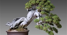 Bonsai là gì? Các thế cây bonsai đẹp, độc đáo, nghệ thuật