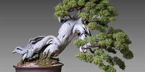 Bonsai là gì? Các thế cây bonsai đẹp, độc đáo, nghệ thuật