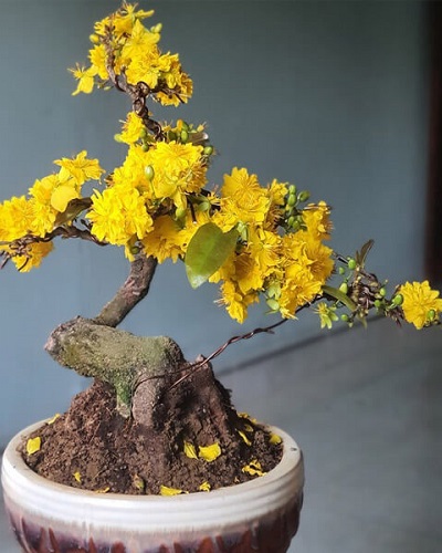 Cây bonsai mini Cây bonsai mini