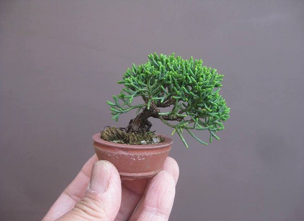 Cây bonsai mini nghệ thuật Cây bonsai mini nghệ thuật