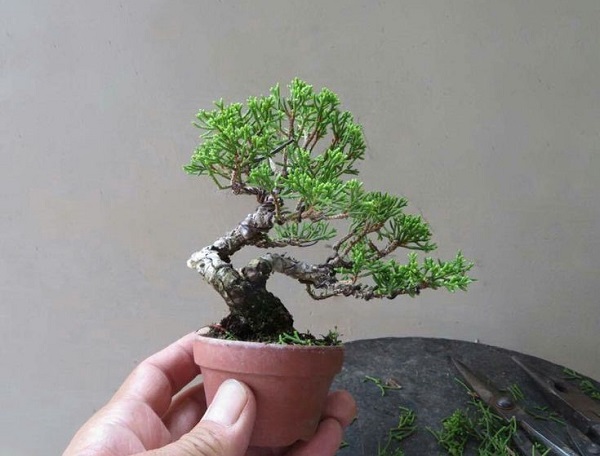 Cây bonsai mini nghệ thuật Cây bonsai mini nghệ thuật