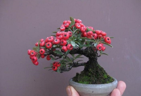 Cây bonsai mini nghệ thuật Cây bonsai mini nghệ thuật