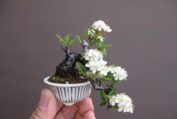Cây bonsai mini nghệ thuật Cây bonsai mini nghệ thuật