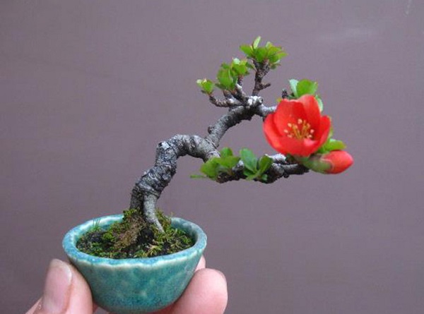 Cây bonsai mini nghệ thuật Cây bonsai mini nghệ thuật