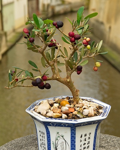 Cây bonsai mini nghệ thuật Cây bonsai mini nghệ thuật