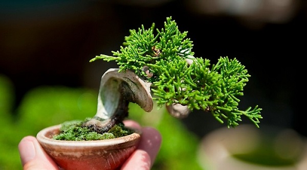 Cây bonsai mini nghệ thuật Cây bonsai mini nghệ thuật