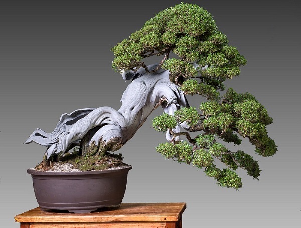 Bonsai là gì? Bonsai là gì?