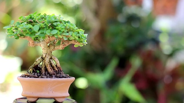 Cây bonsai mini nghệ thuật Cây bonsai mini nghệ thuật