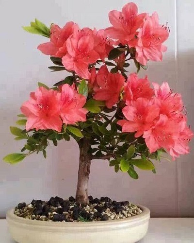 Cây bonsai mini nghệ thuật Cây bonsai mini nghệ thuật