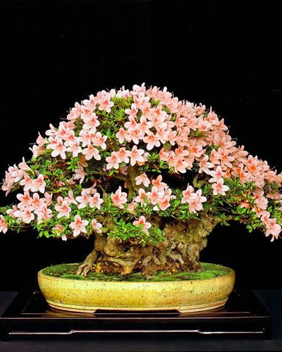 Cây bonsai mini nghệ thuật Cây bonsai mini nghệ thuật