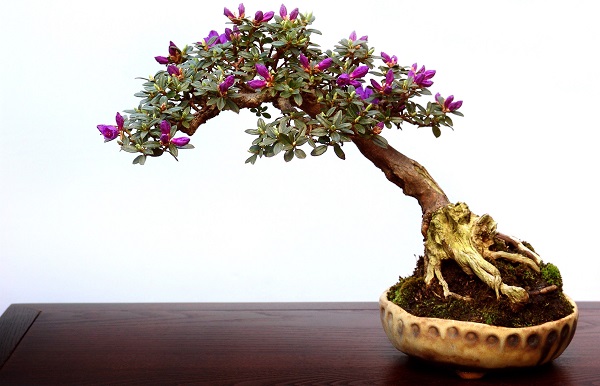 Cây bonsai mini nghệ thuật Cây bonsai mini nghệ thuật