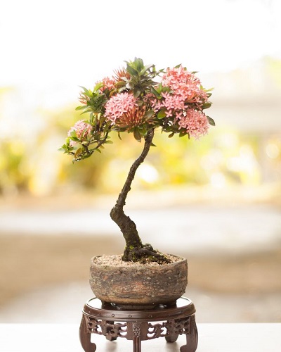 Cây bonsai mini nghệ thuật Cây bonsai mini nghệ thuật