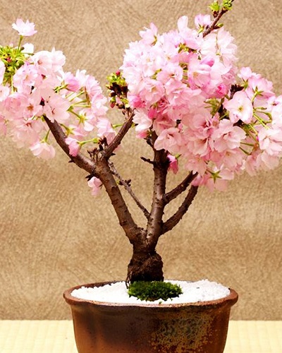 Cây bonsai mini nghệ thuật Cây bonsai mini nghệ thuật