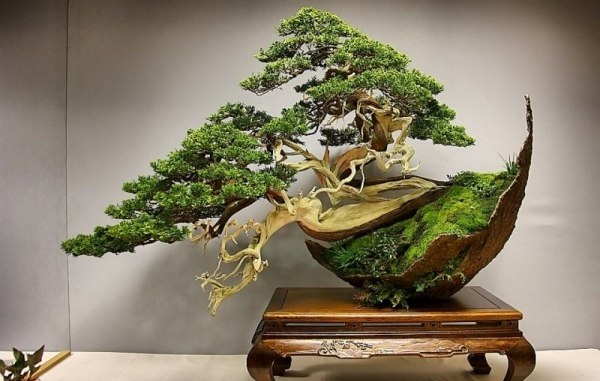 Ý nghĩa cây bonsai Ý nghĩa cây bonsai