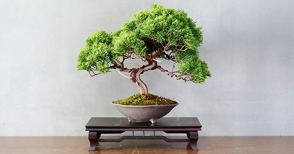 Các dáng cây bonsai, thế cây bonsai cơ bản Các dáng cây bonsai, thế cây bonsai cơ bản