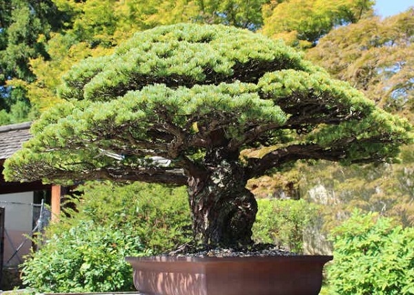 Các dáng cây bonsai đẹp Các dáng cây bonsai đẹp