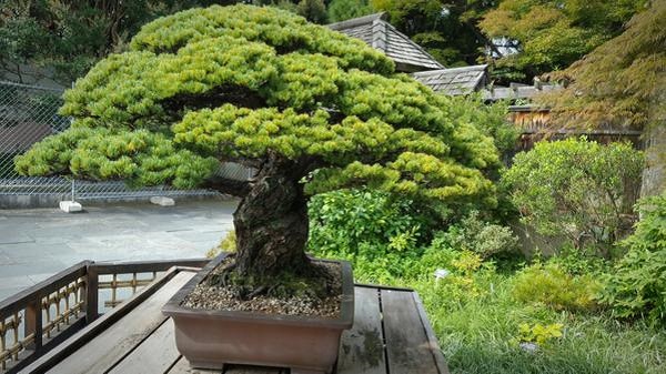 Các thế cây bonsai đẹp Các thế cây bonsai đẹp