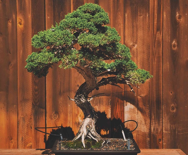 Cây bonsai handmade nghệ thuật Cây bonsai handmade nghệ thuật