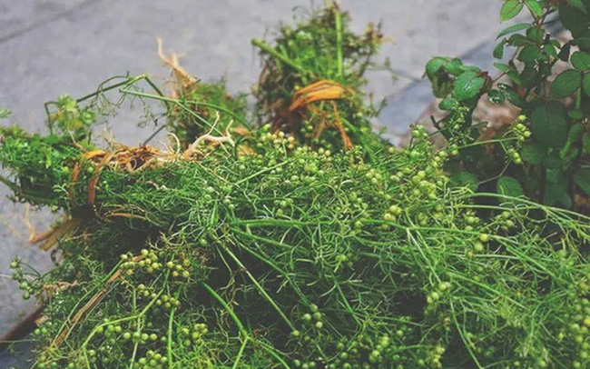 Tắm nước lá mùi già cuối năm có tác dụng gì? Tắm nước lá mùi già cuối năm có tác dụng gì?