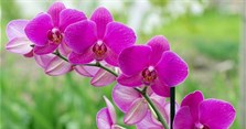 Cách trồng lan hồ điệp sau Tết và cách chăm sóc đúng kỹ thuật