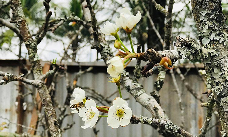 Tìm hiểu hoa lê là hoa gì