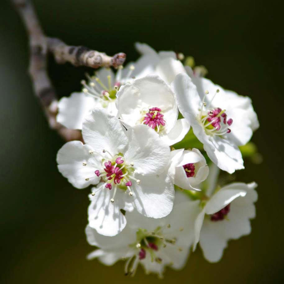 Ý nghĩa của hoa lê