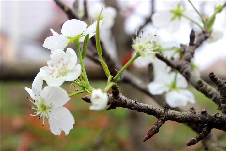 Hình ảnh hoa lê 1